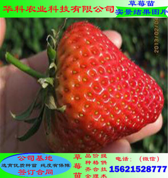 請問大棚草莓苗價格