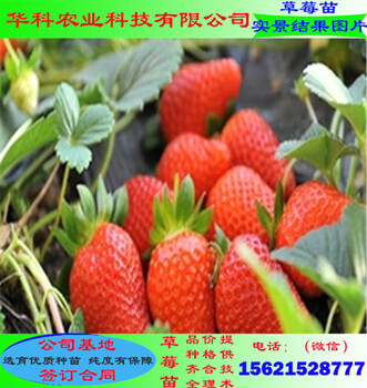 好管理的妙香3號草莓苗市場價格