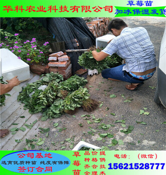 優(yōu)良的阿爾比草莓苗基地在哪
