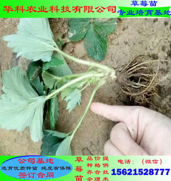 當年的新品種草莓苗培育基地