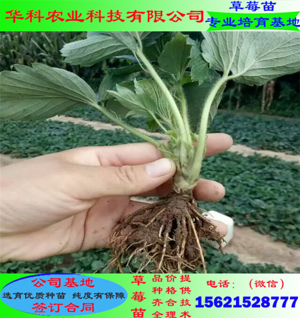 当年的妙香7号草莓苗种植基地