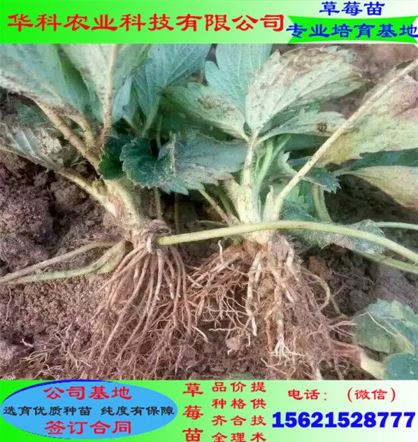 結(jié)果大的露天草莓苗露天種植技術(shù)