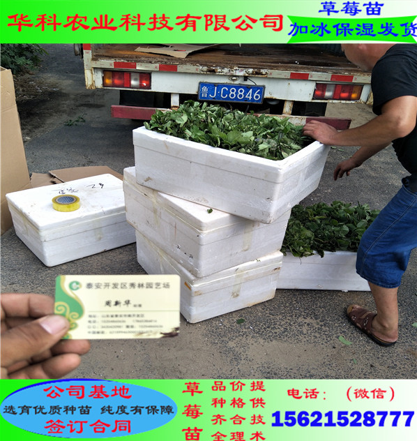 耐運(yùn)輸?shù)臋酪遗葺绶N植技術(shù)大全