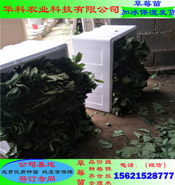 当年的红19草莓苗哪里好