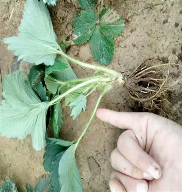 雄县天香草莓苗种植技术华科公司