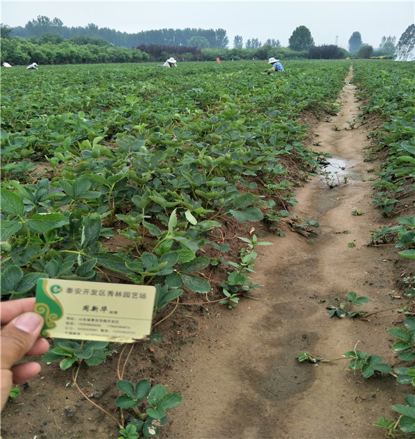 天香草莓苗2018开始销售红颜草莓苗基地销售