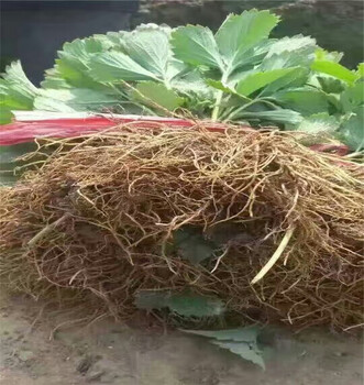 露天栽培的露天草莓苗畝載多少棵
