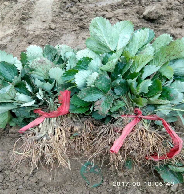 鐘山區(qū)小白草莓苗供應商華科公司