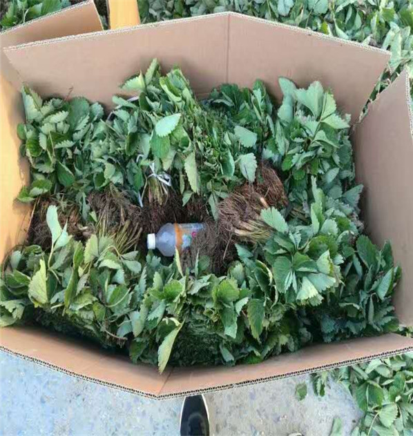 德昌草莓苗怎樣施肥華科農(nóng)業(yè)