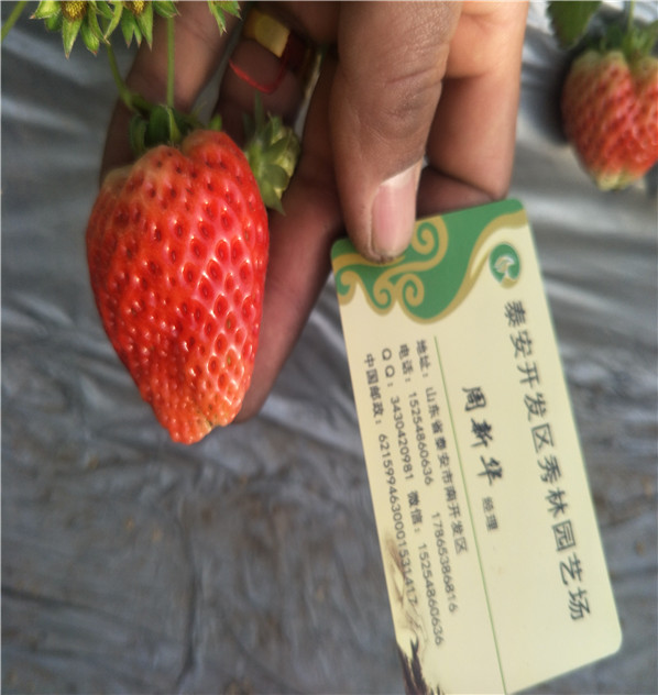 長海甜查理草莓苗種植基地華科農(nóng)業(yè)
