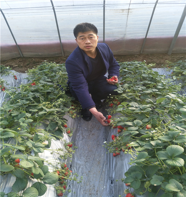 鳳翔市場價格華科農(nóng)業(yè)