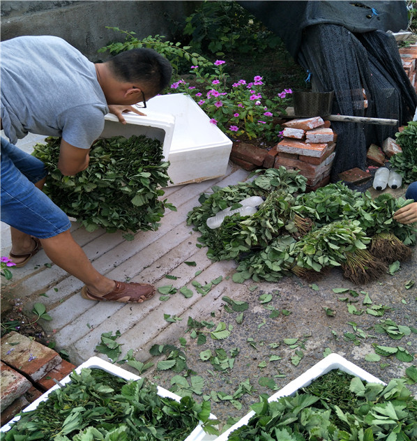 天香草莓苗2018开始销售红颜草莓苗基地销售