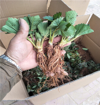 德昌草莓苗怎樣施肥華科農(nóng)業(yè)