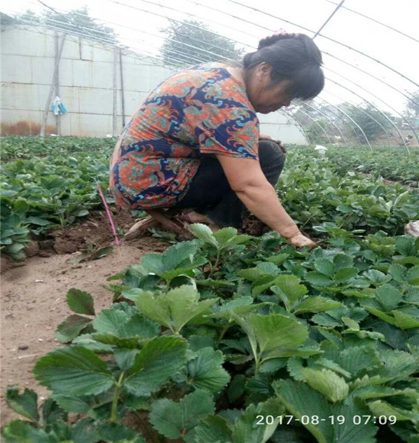 天香草莓苗2018开始销售红颜草莓苗基地销售