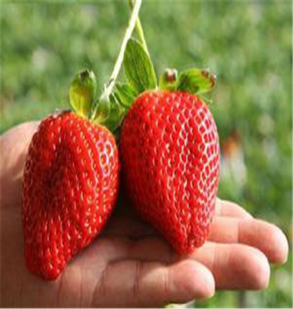 慈利大棚草莓苗种植技术介绍