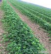 个大的赛娃草莓苗怎么繁育华科农业