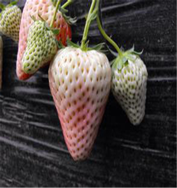 密植的天香草莓苗哪里培育华科公司