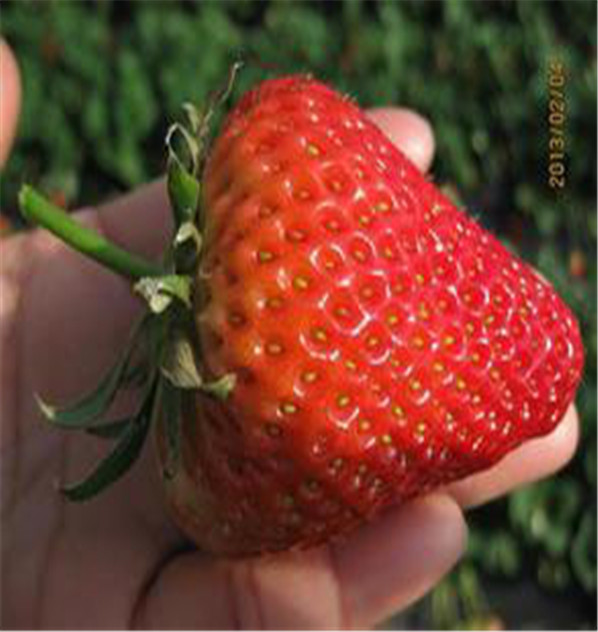六枝特区甜查理草莓苗品种基地