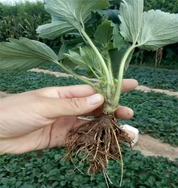 好的大棚草莓苗哪里成活率高华科农业