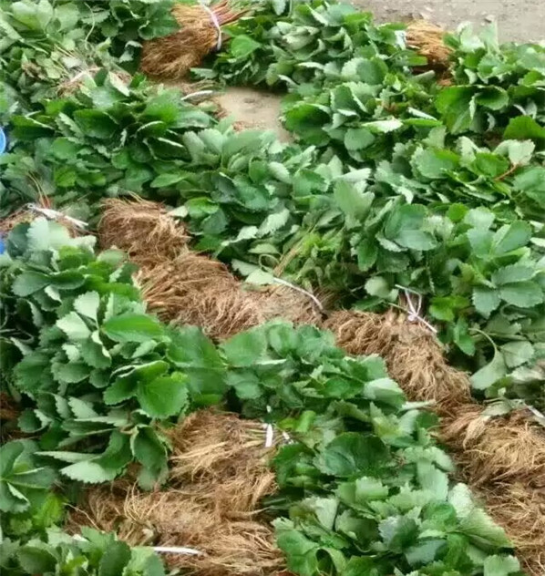 露天栽植的奶油草莓苗种植技术