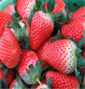 好管理的草莓苗基地