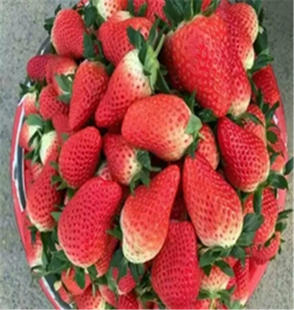 露天栽植的露天草莓苗看高清图片