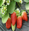 抗病的达赛草莓苗种植技术介绍图片
