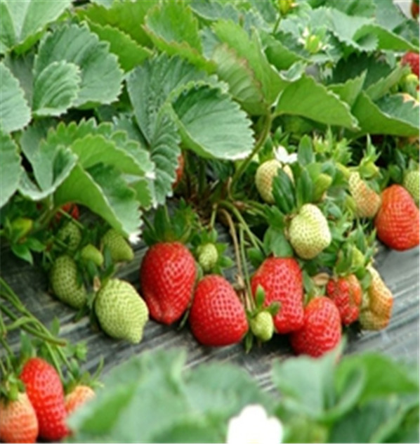 结果大的甜宝草莓苗种植技术大全华科农业