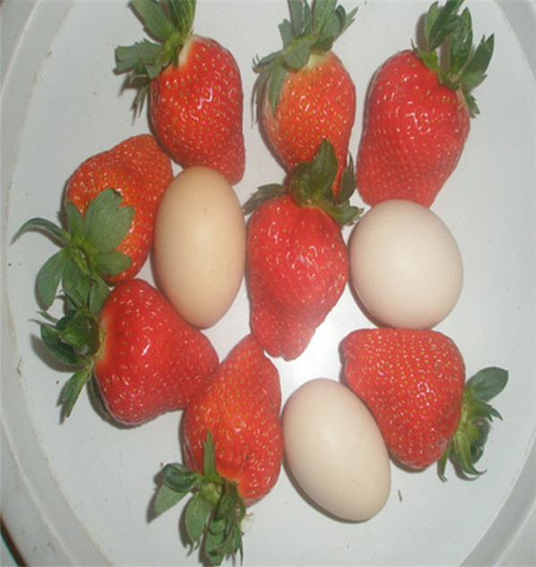 结果早的甘露草莓苗多少钱一株华科农业