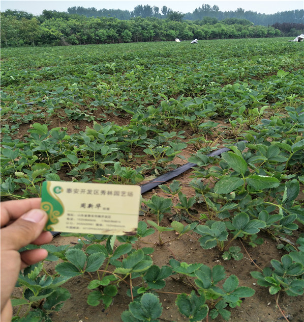 大棚栽培的达赛草莓苗露天种植技术华科农业