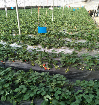 好管理的大棚草莓苗哪里成活率高华科农业