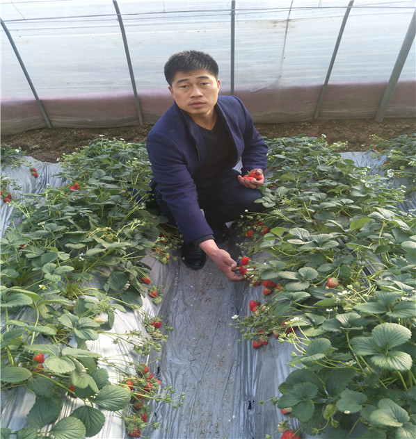 三叶一心的小白草莓苗种植技术大全