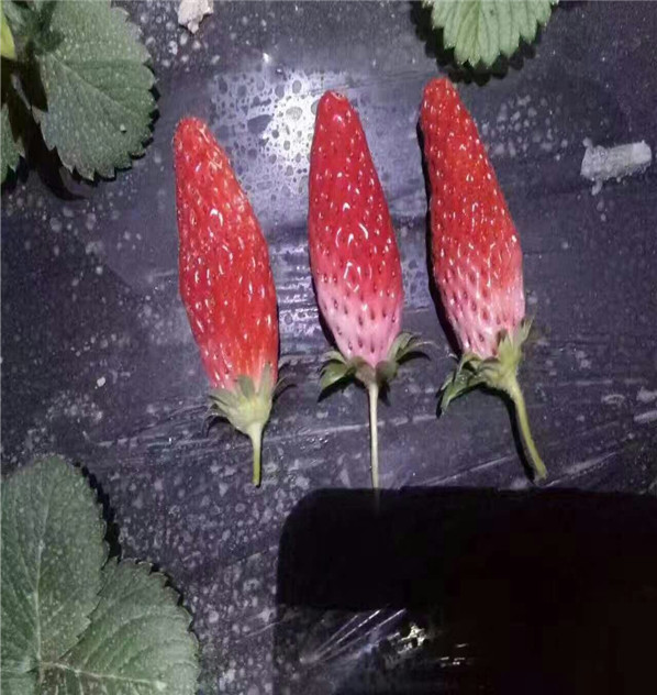 永定区白草莓苗2018价格