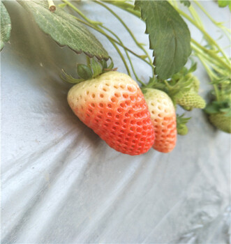 亩产高的红颊草莓苗2018价格华科苗木