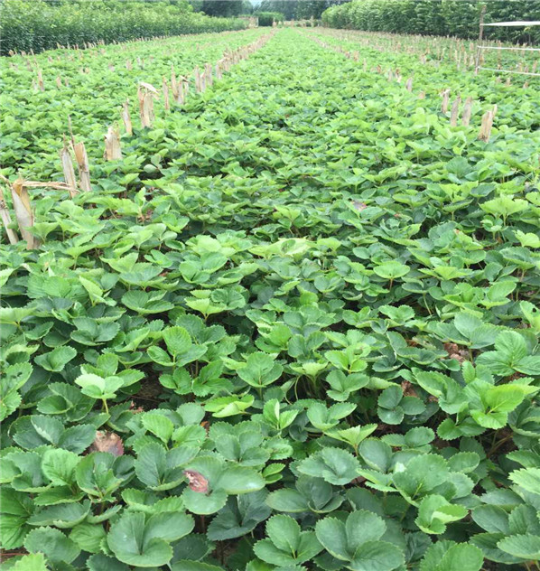 高产的章姬草莓苗种植办法华科公司