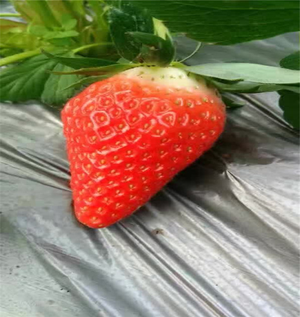 三叶一心的四季草莓苗怎么施肥