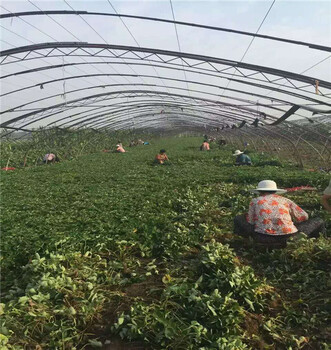 大棚栽植的新品种草莓苗基地