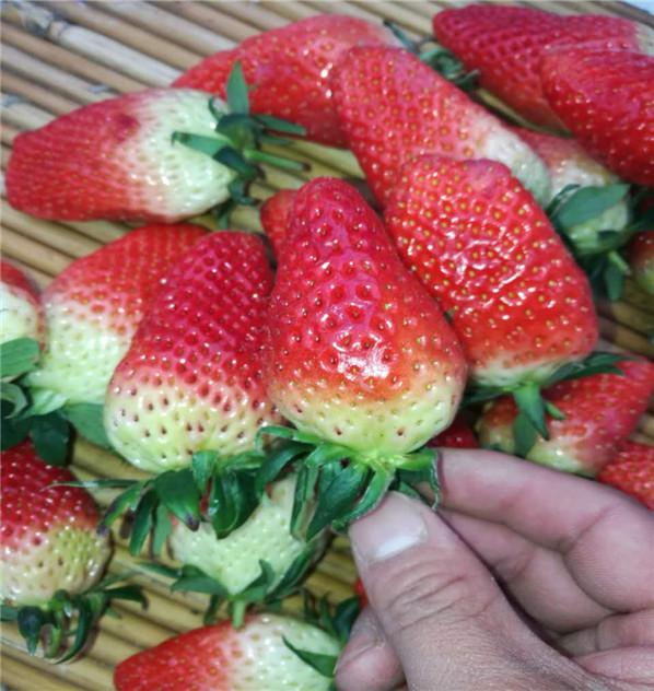好的甜宝草莓苗亩载多少棵华科公司
