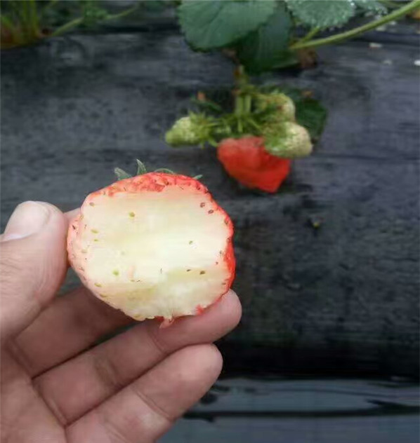 露天栽培的四季草莓苗怎样疏果华科苗木