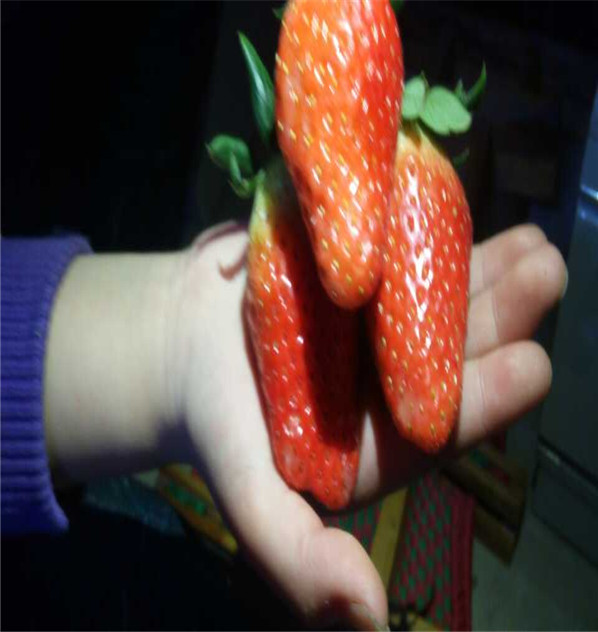 矮壮的草莓苗怎样种