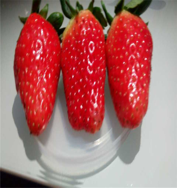 大棚栽培的达赛草莓苗露天种植技术华科农业