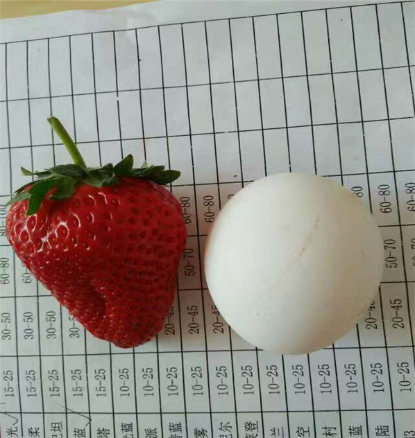露天栽培的幸香草莓苗18年开始销售华科公司