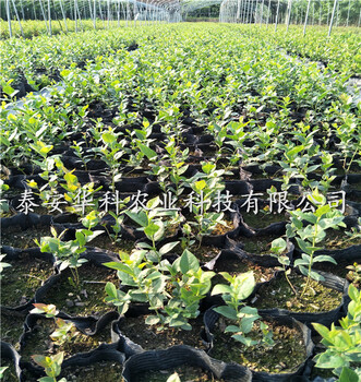 組培的薄霧藍莓苗2019開始銷售華科農(nóng)業(yè)