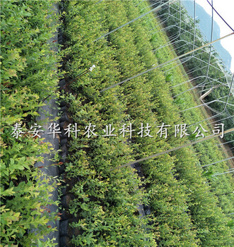 請(qǐng)問藍(lán)豐藍(lán)莓苗畝產(chǎn)多少公斤華科苗木