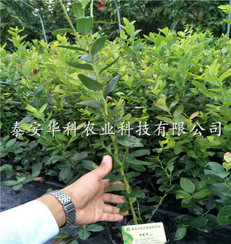 矮壯的雙季藍(lán)莓苗19年開始銷售華科公司