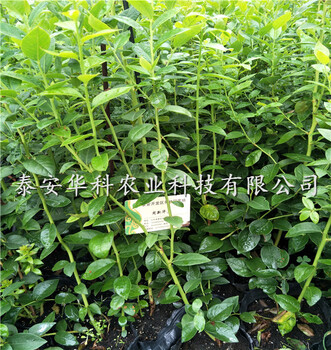 大棚栽植的綠寶石藍(lán)莓苗基地銷(xiāo)售華科公司