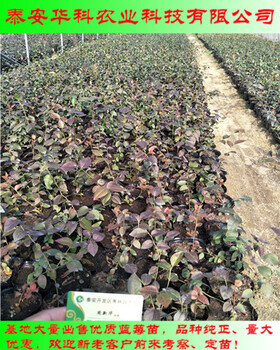 大棚栽植的钱得勒蓝莓苗多少钱起苗华科农业