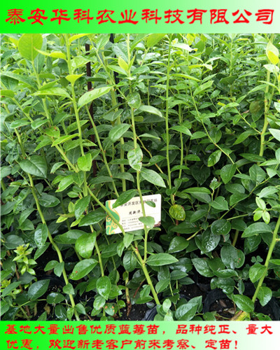 抗病虫害的三年生蓝莓苗大量销售华科苗木