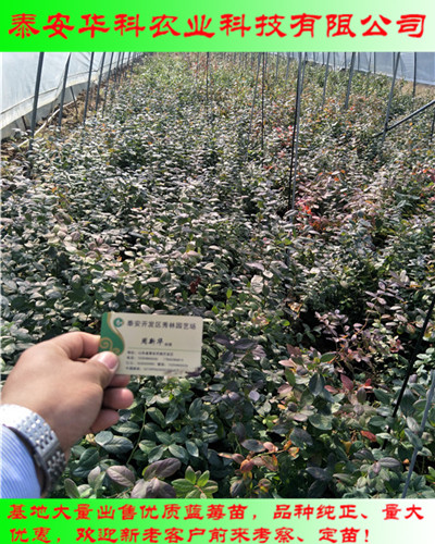 免疏果的一年生藍(lán)莓苗供應(yīng)價格  華科苗木