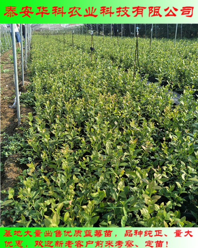 大棚栽植的钱得勒蓝莓苗多少钱起苗  华科农业